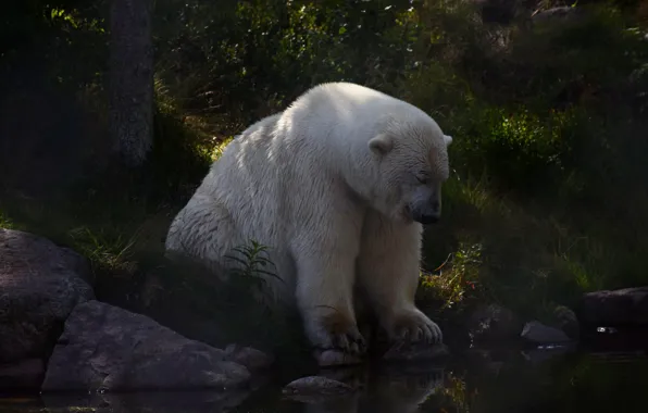 Картинка лес, белый, лето, поза, камни, берег, медведь, полумрак