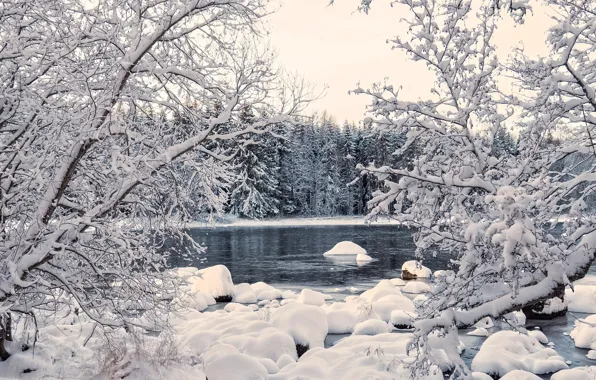 Зима, лес, вода, снег, деревья, пейзаж, природа, река