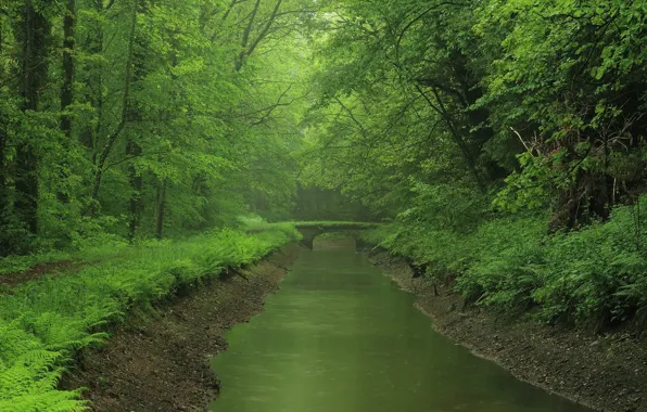 Лес, мост, река