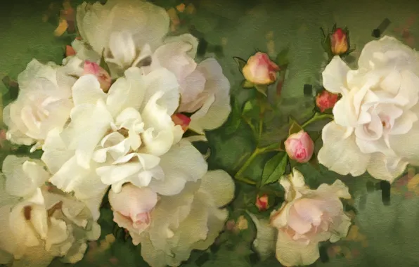 Картинка цветы, розы, белые, бутоны