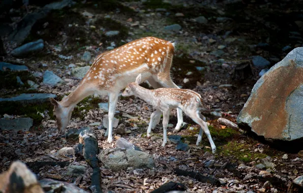 Природа, косули, Bambi with mom