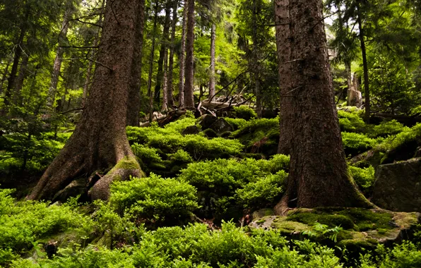 Vegetation, Woods, Pines, Steep, Green, Black Forest, Moss, Nature