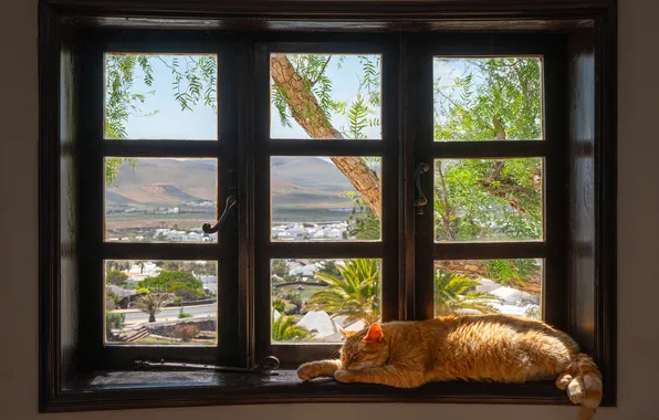 Кошка, кот, стекло, свет, природа, поза, рама, сон