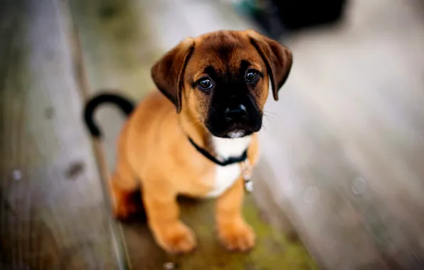Картинка щенок, американский, American, Terrier, Staffordshire, Puppie, стаффордширский терьер