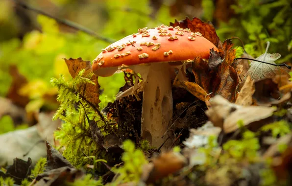 Осень, природа, гриб