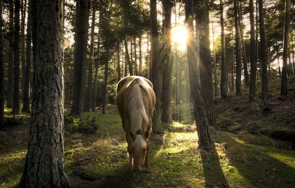 Картинка лес, природа, конь