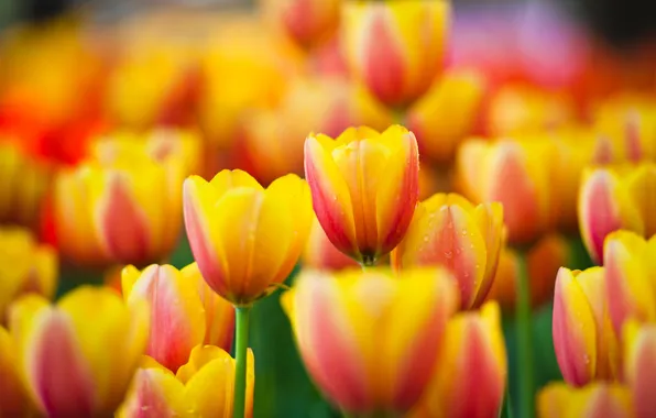 Цветы, природа, весна, лепестки, тюльпаны, бутоны, цветение
