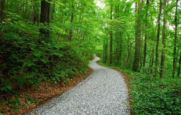 Дорога, лес, природа, парк