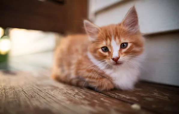 Кошка, взгляд, поза, котенок, фон, стена, доски, размытие