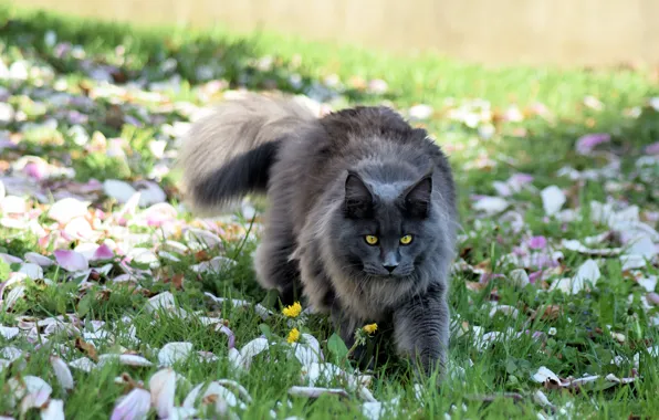 Кошка, трава, кот, взгляд, морда, свет, цветы, природа