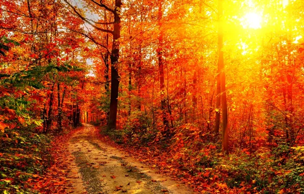 Дорога, осень, лес, листья, солнце, лучи, деревья, закат