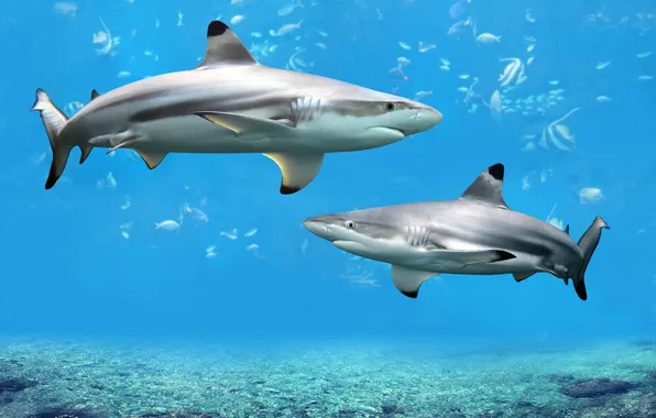 Sea, ocean, nature, predator, marine, reef, sharks, swimming
