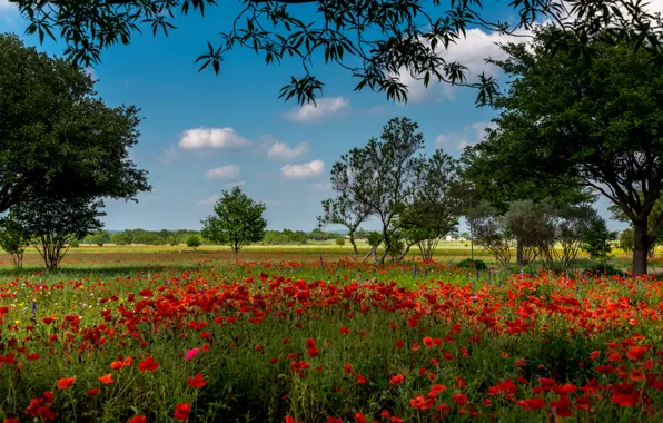 Картинка поле, лето, трава, деревья, цветы, маки, красные, США