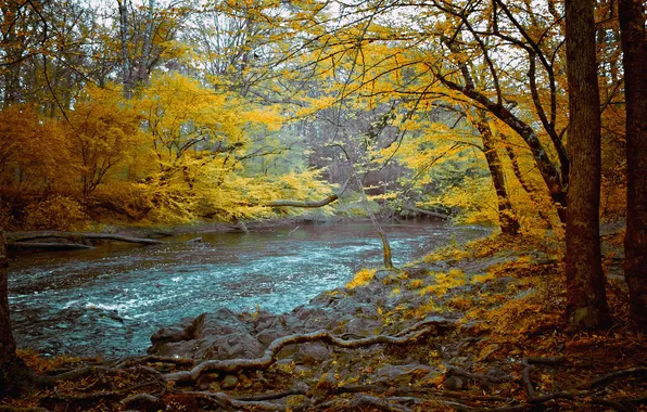 Картинка осень, лес, деревья, корни, река