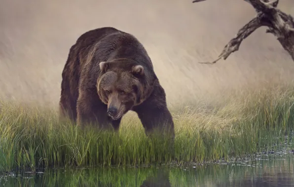 Картинка трава, вода, отражение, медведь, водопой, бурый