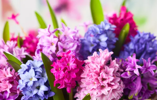 Цветы, flowers, гиацинты, hyacinths