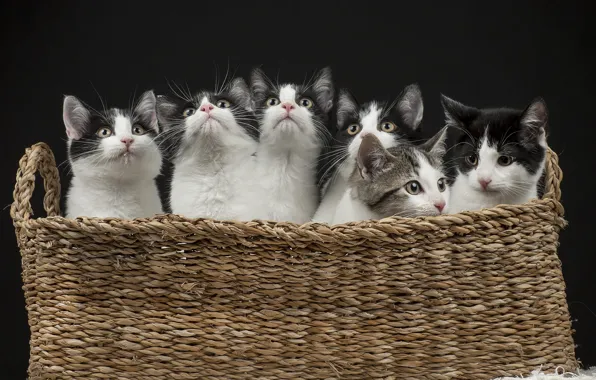 Кошки, темный фон, котята, малыши, корзинка, много, клоны, черно-белые