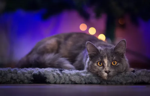 Кошка, кот, взгляд, огни, поза, блики, котенок, серый