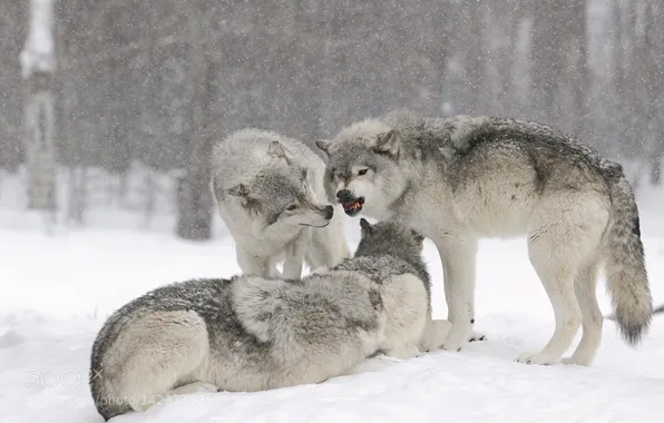 Nature, snow, predator, face, animal, wolf, wildlife, portrait
