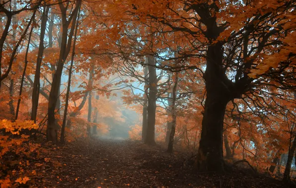 Картинка осень, лес, листья, деревья, туман, дорожка, forest, Nature