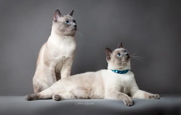 Кошка, глаза, кот, серый фон, тайский кот, тайская кошка