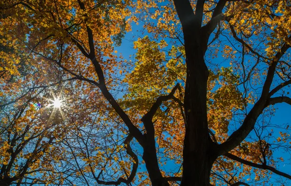 Картинка осень, небо, листья, лучи, дерево