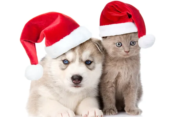 Котенок, шапка, Новый год, Christmas, друзья, хаски, Dogs, колпаки