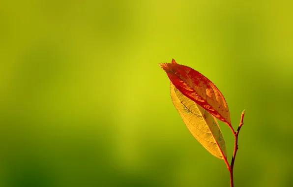 Картинка зелень, осень, листья, Gentle Caress