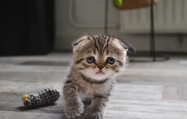 Кошка, взгляд, поза, котенок, серый, комната, игрушка, вислоухий