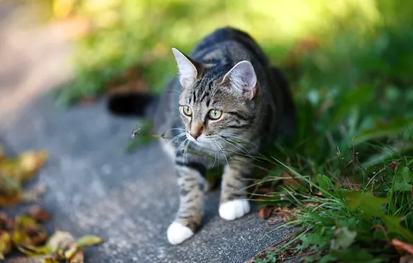 Картинка кошка, трава, кот, взгляд, морда, листья, поза, серый