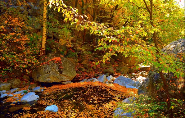 Картинка Осень, Лес, Камни, Fall, Autumn, Forest