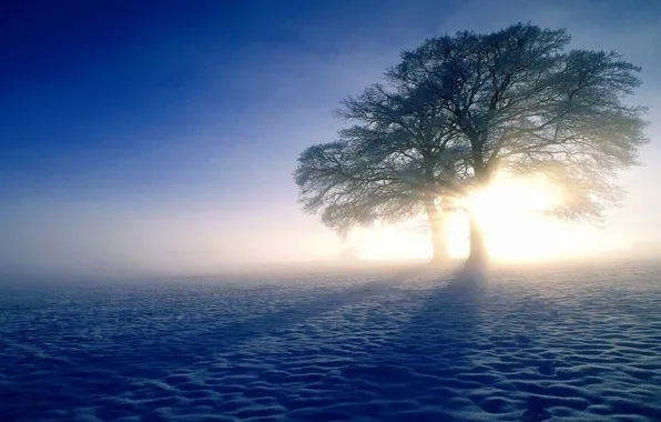 Картинка зима, солнце, снег, деревья