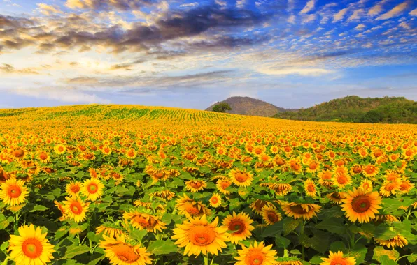 Поле, лето, небо, подсолнухи, summer, field, landscape, sunflower