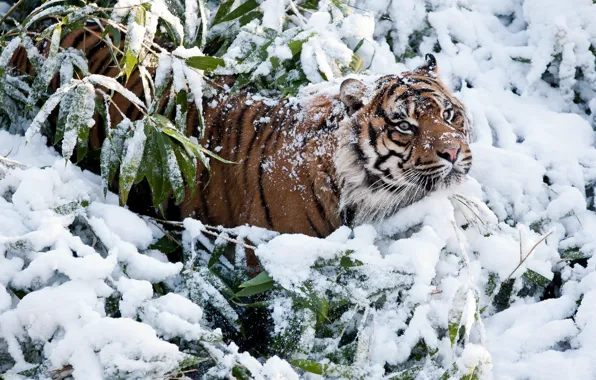 Картинка зима, снег, тигр