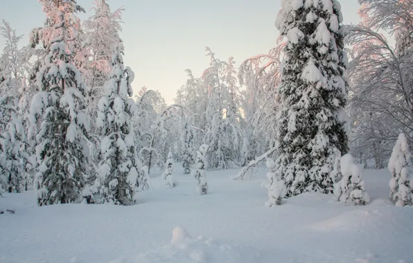 Лес, снег, Зима, ели, мороз, forest, trees, nature