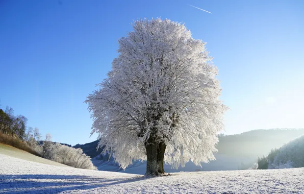Картинка зима, иней, небо, солнце, снег, дерево, поляна