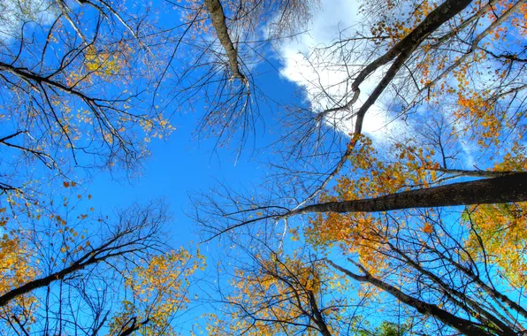 Картинка небо, листья, деревья, ствол, крона