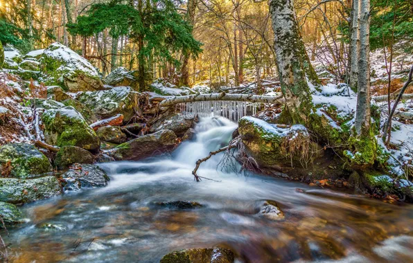 Картинка лед, зима, лес