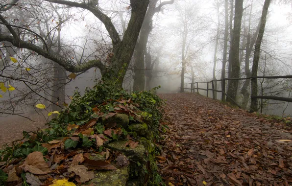 Картинка осень, листья, туман, парк