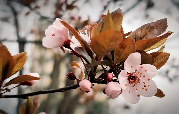 Цветы, природа, фон, весна, nature, flowers, китайка, background