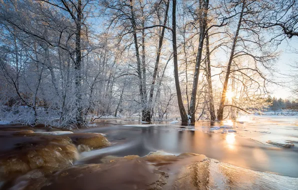 Картинка лес, природа, лёд, весна