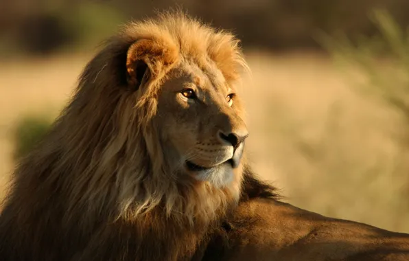 Картинка животные, саванна, дикие кошки, африка, львы, wild cats, lions, africa