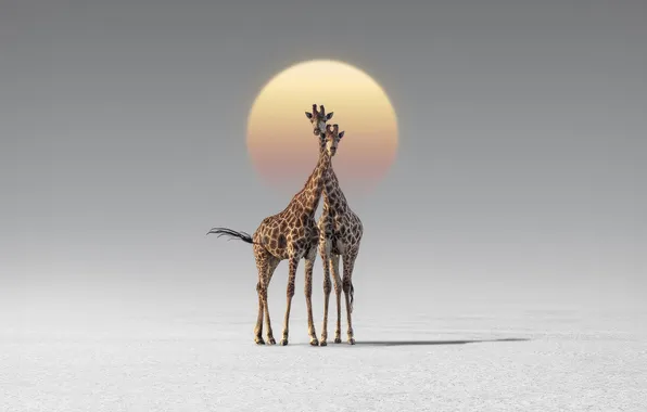 Картинка animals, africa, couple, giraffes