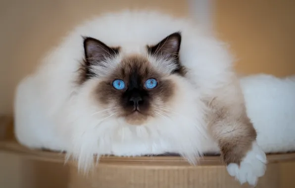 Кошка, кот, взгляд, поза, размытие, лежит, голубые глаза, мордашка