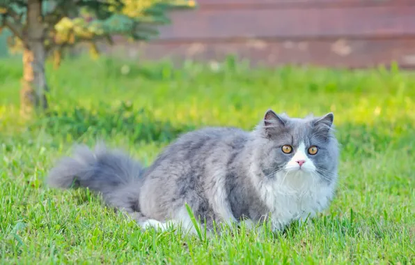 Кошка, трава, кот, природа, пушистый, прогулка, серый с белым