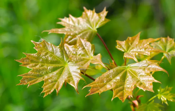 Spring, leaf, twig