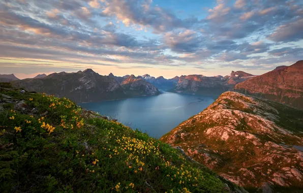 Картинка облака, цветы, горы, Норвегия, фьорд