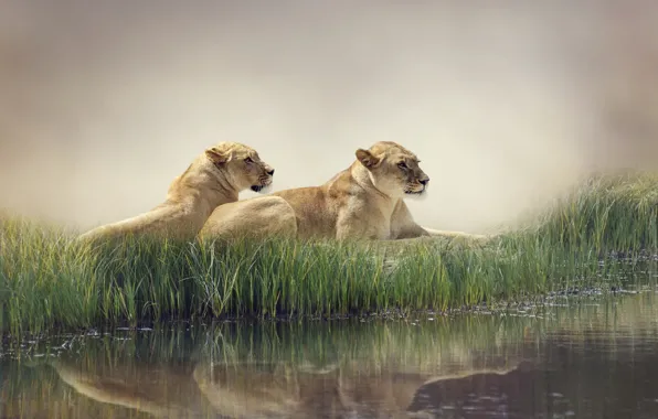 Картинка вода, природа, туман, пруд, отражение, камыши, хищники, львы