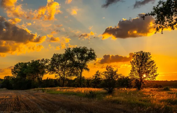 Summer, landscape, sunset, three