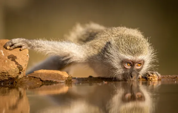 Картинка обезьяна, водопой, Южная Африка, Зиманга